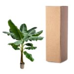 Potted banana plant next to a tall cardboard box, suggesting packaging of a live plant for shipping.