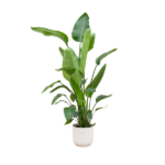 Tall leafy indoor plant with large green leaves in a white pot on a neutral background.