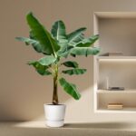 Indoor banana plant in a white pot beside a built-in bookshelf with a laptop and books on beige wall.