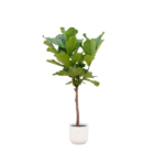 Small indoor tree with broad green leaves in a white ceramic pot.