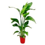 Green leafy houseplant with tall stems in a red pot.