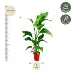 Tall leafy houseplant in a red pot beside a height ruler marked 90–110 cm; pot diameter 17 cm; care: half shade, weekly watering.
