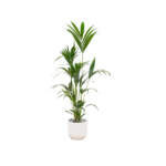 Tall indoor palm plant with long green fronds in a white pot.