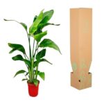 Houseplant with broad green leaves in a red pot, placed beside a tall cardboard plant box with green leaf graphics