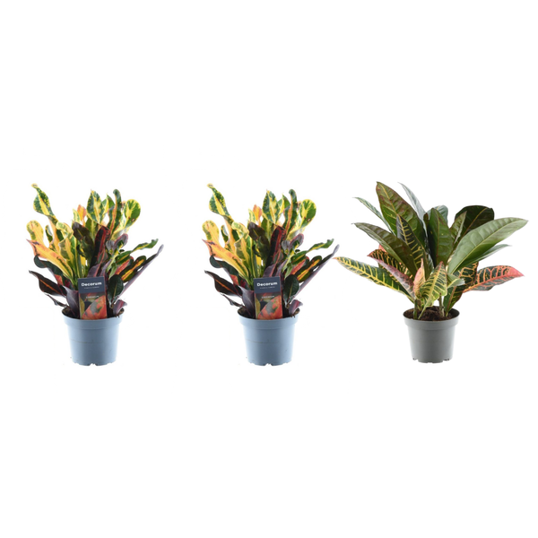 Three potted Croton houseplants: two in blue pots with colorful variegated leaves, and a third in a gray pot with similarly vibrant foliage.