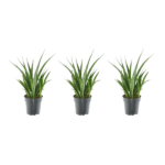Three potted aloe vera plants in black pots arranged in a row against a white background.