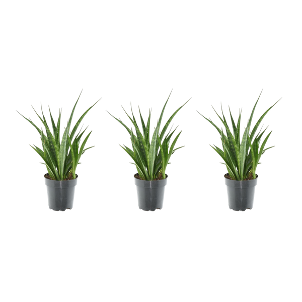Three potted aloe vera plants in black pots arranged in a row against a white background.