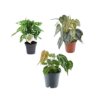 Three potted houseplants with different leaf patterns (solid green, variegated, and patterned) on a white background.