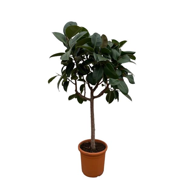 Potted indoor tree with dark green oval leaves in a terracotta pot.