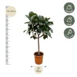 Potted tree with a slender trunk and dense green leaves; height 170–190 cm and width 30 cm, with care icons for half-shade to shade and weekly watering.