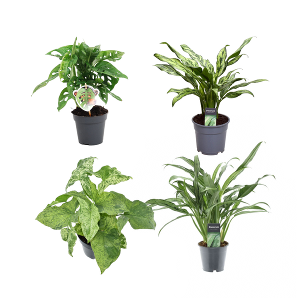 Four potted houseplants with green variegated leaves arranged in a 2×2 grid (variegated foliage on all four plants).