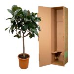 Potted rubber plant with dark green leaves next to an open brown cardboard plant shipping box.