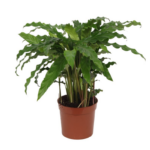 Green leafy houseplant in a brown terracotta pot on a white background