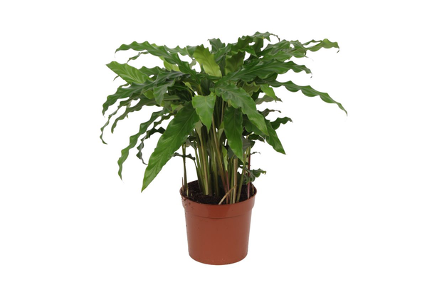 Green leafy houseplant in a brown terracotta pot on a white background