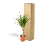 Dracaena plant in a terracotta pot next to a tall cardboard shipping box.