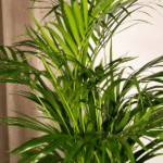Indoor palm plant with tall glossy green fronds and slender leaves