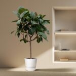Indoor corner with a potted ficus tree in a white pot beside a built-in shelf holding a laptop and books.