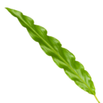 Long green leaf with wavy edges and a prominent central vein on a white background.
