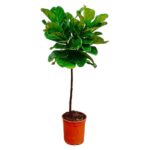Potted tree with glossy green leaves in an orange clay pot.