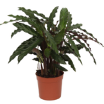 Houseplant with large, dark green, wavy leaves in a terracotta pot on a white background.