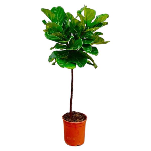 Potted tree with glossy green leaves in an orange clay pot.