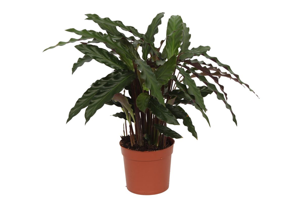 Houseplant with large, dark green, wavy leaves in a terracotta pot on a white background.