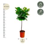 Tall potted green plant with a measuring scale showing 140–160 cm and a 24 cm pot diameter; care icons show half shade and weekly watering.