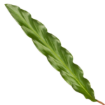 Green elongated leaf with a wavy edge and central vein, isolated on white background.