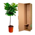 Fiddle-leaf fig plant in a terracotta pot next to an open tall cardboard box.