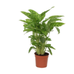 Potted green houseplant with broad variegated leaves in a brown clay pot.