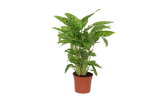 Potted green houseplant with broad variegated leaves in a brown clay pot.