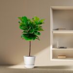 Fiddle-leaf fig in a white pot beside a built-in wall shelf with a laptop on it.