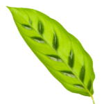 Bright green leaf with prominent veins set against a white background, elongated and smooth-edged.