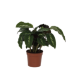 Green leafy houseplant in a brown clay pot on a white background.