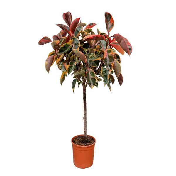 Potted ornamental tree with red-tinged green leaves in a terracotta pot.