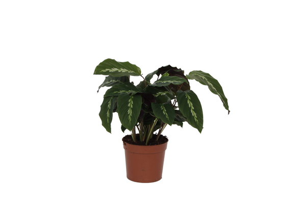 Green leafy houseplant in a brown clay pot on a white background.