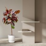 Tall potted plant with colorful leaves beside a beige wall and white floating shelves with a few books.