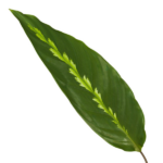 Close-up of a glossy green tropical leaf with a pale central vein on a white background.