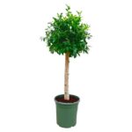 Potted indoor tree with a slender trunk and a dense green leafy canopy in a green plastic pot.