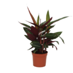 Cordyline/ti plant with burgundy and green leaves in an orange plastic pot, isolated on white background