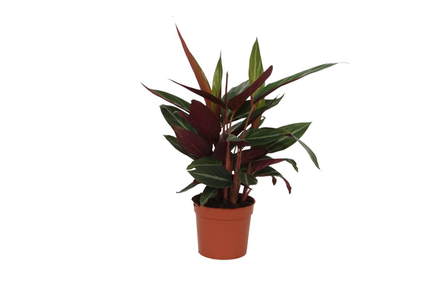 Cordyline/ti plant with burgundy and green leaves in an orange plastic pot, isolated on white background