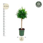 Potted tree with a tall trunk and dense green foliage; measurement scale on left shows 120–140 cm and pot diameter 30 cm.