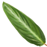 Single green plant leaf with a prominent central vein on a white background.