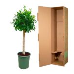 Leafy potted tree in a green pot next to an open brown cardboard shipping box.