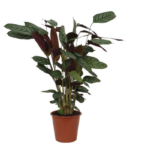 Potted Calathea houseplant with dark green leaves and light veins in a terracotta pot on white background