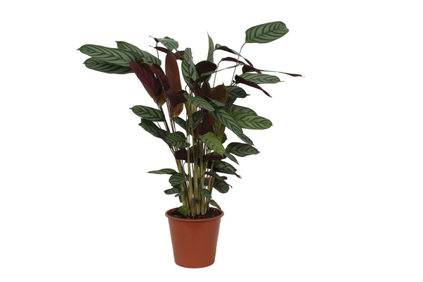 Potted Calathea houseplant with dark green leaves and light veins in a terracotta pot on white background