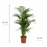Tall green potted plant with slender fronds; height 85 cm and pot diameter 19 cm