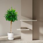 A potted leafy tree beside tiered white wall shelves with a few books in a minimalist interior.