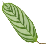 Green leaf with light and dark green zebra-like stripes, from a tropical plant.