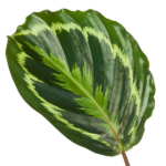 Glossy variegated leaf with lime-green patches on a dark green surface and a visible stem.